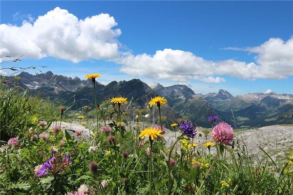 已婚妇女梦见满山花开