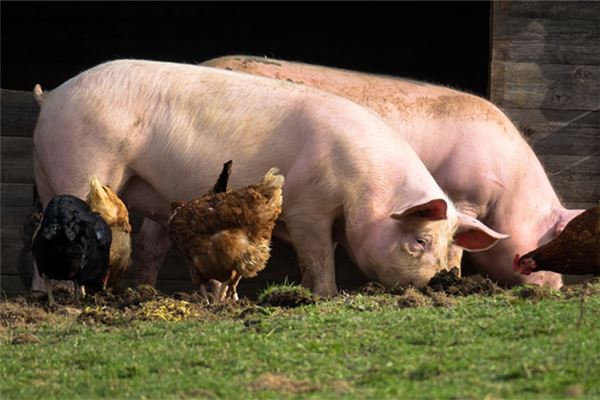 女人梦见骑在猪背上跑