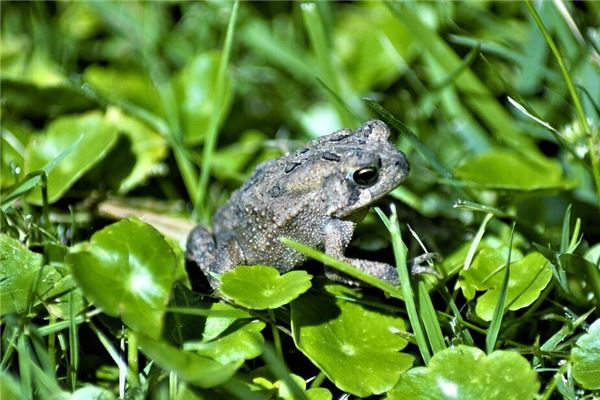 梦到蟾蜍预示着什么意思